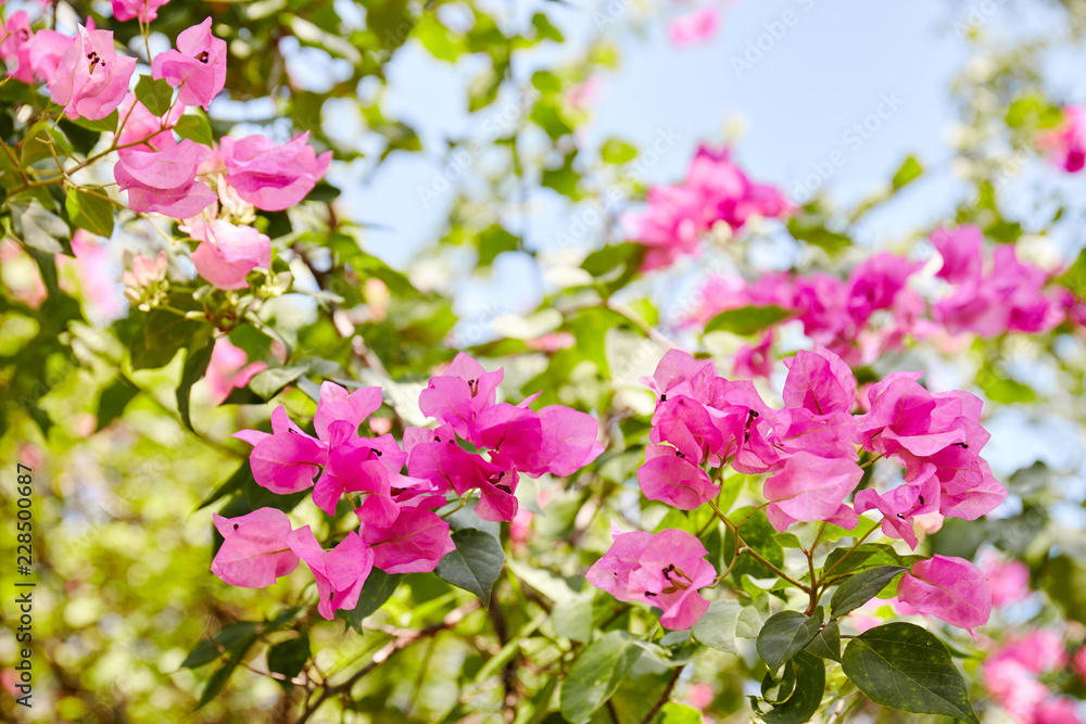 Magenta bougainvillea blooming in park. Magenta bougainvillea blooming in park.