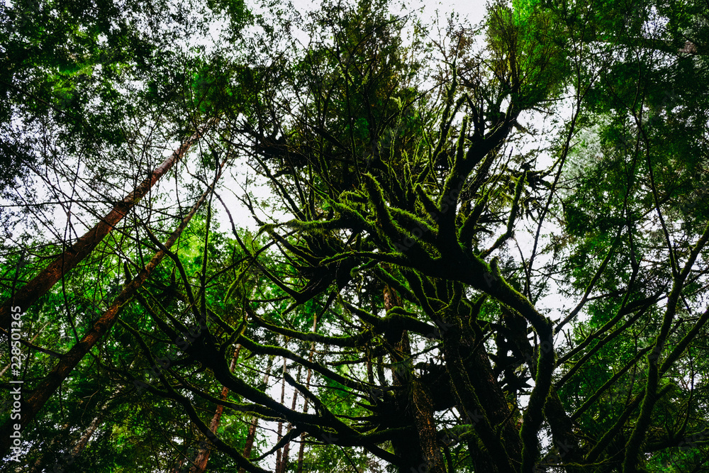 Fototapeta premium Forest in Tofino, BC, Canada