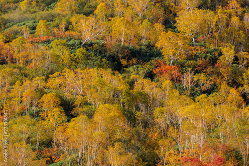 長野県栂池高原の紅葉