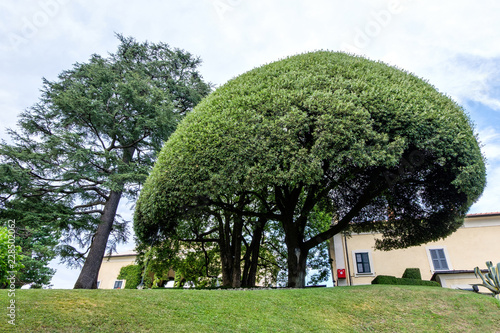Big round tree in Villa del Balbianello © frimufilms
