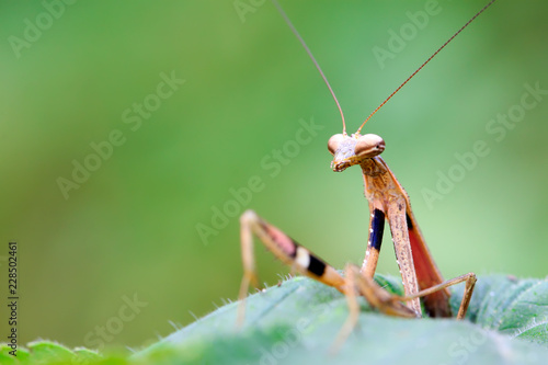closeup of brown mantis