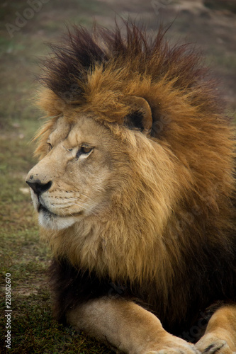 Portrait of Lion  Panthera leo .