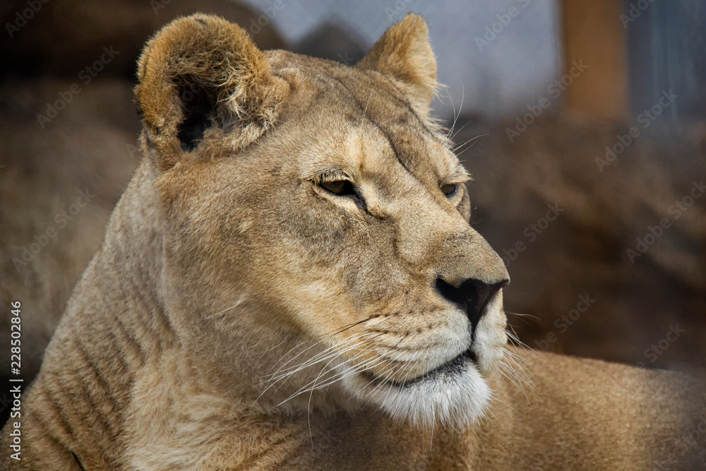 Portrait of Lion (Panthera leo) - female. Portrait of Lion (Panthera leo) - female.