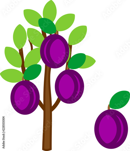 Cartoon plum tree with ripe plums and green leaves isolated on white background