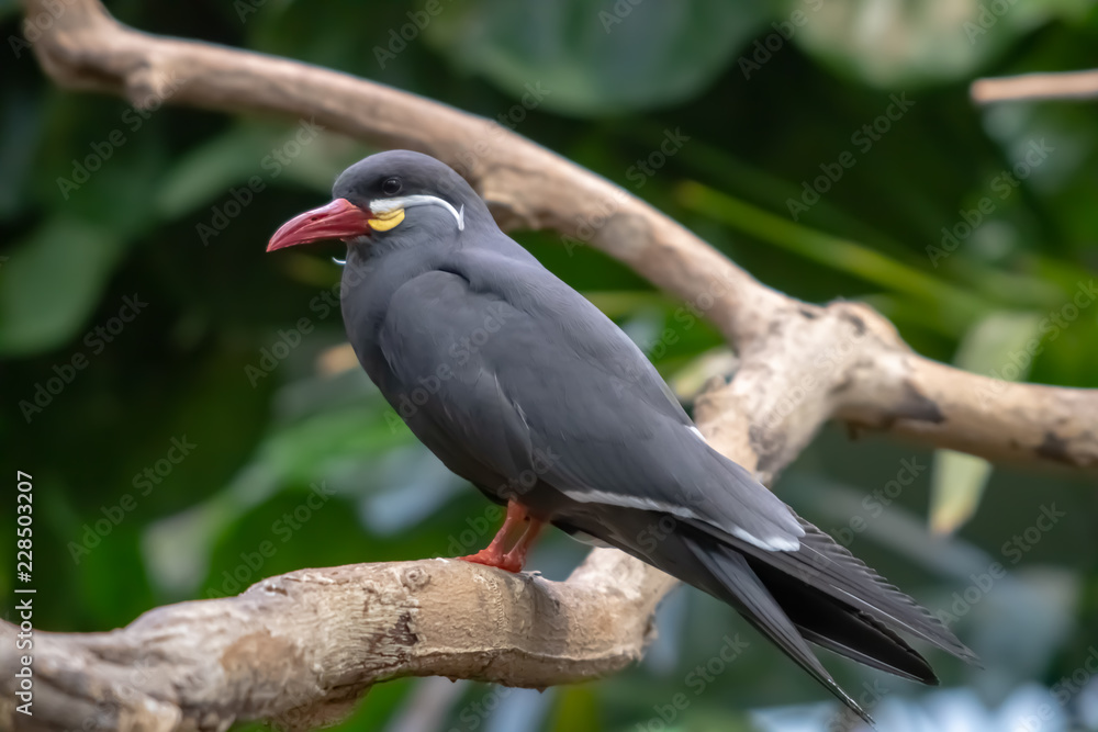 gray bird with white and yellow face and red beak and orange legs Stock Photo | Adobe Stock