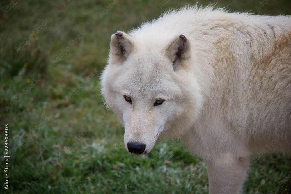 Portrait of Arctic wolf (Canis lupus arctos).