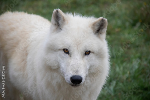 Looking in the eyes of Arctic wolf  Canis lupus arctos .