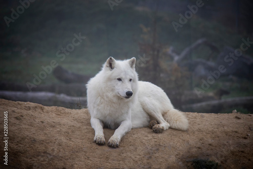 Arctic wolf  Canis lupus arctos .