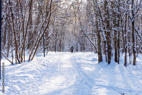Beautiful winter forest in the winter sunlight. Wonderful winter scene. © Ekaterina Loginova