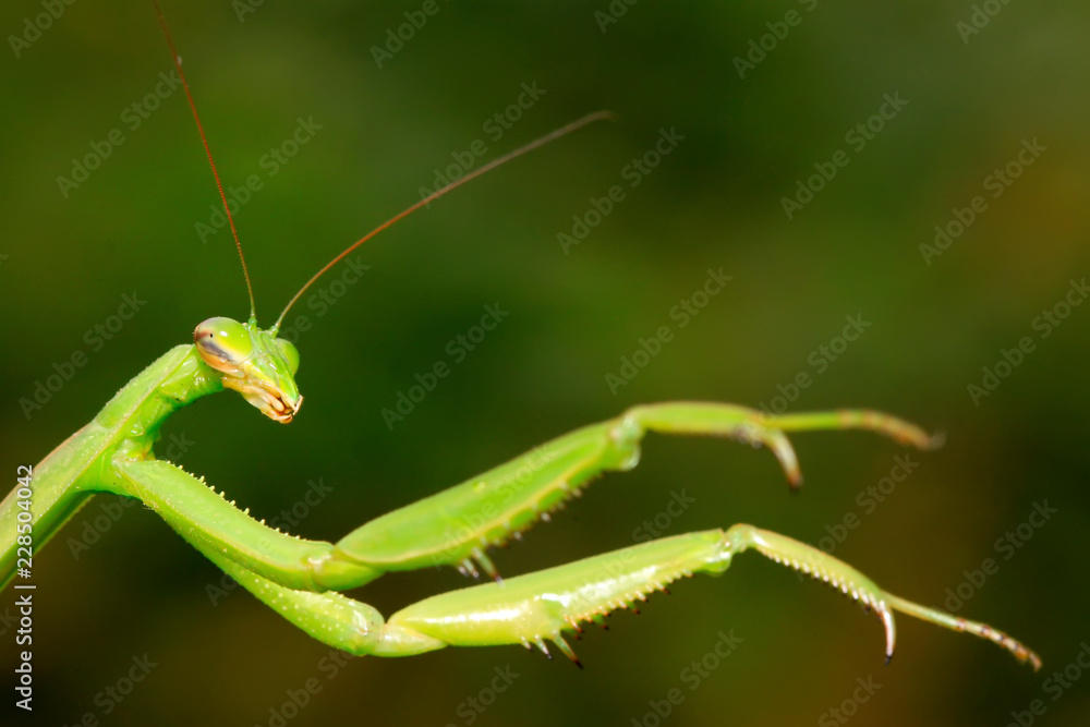 tenodera mantis tenodera mantis
