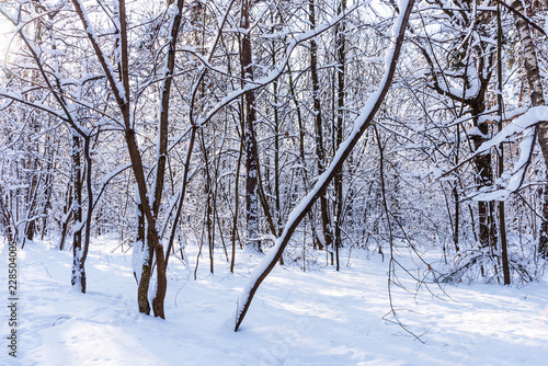 Beautiful winter forest in the winter sunlight. Wonderful winter scene. © Ekaterina Loginova