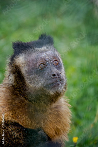 Portrait of Tufted Capuchin (Sapajus apella). © Lucie