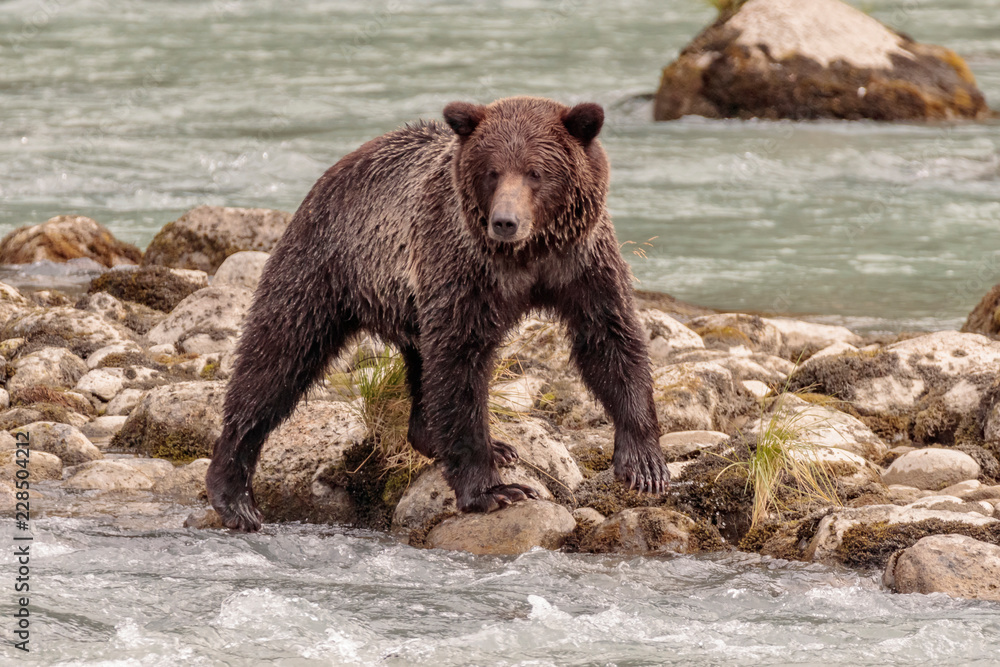 Bear fishing in Chilkoot river near Haines Alaska Bear fishing in Chilkoot river near Haines Alaska