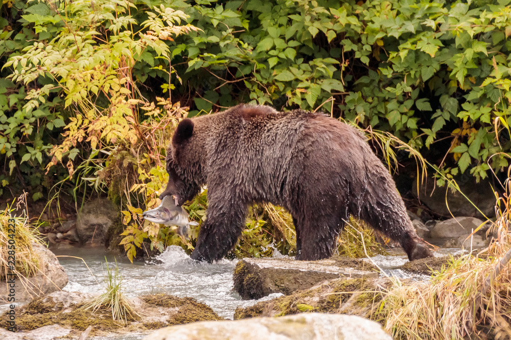 Bear fishing in Chilkoot river near Haines Alaska Bear fishing in Chilkoot river near Haines Alaska