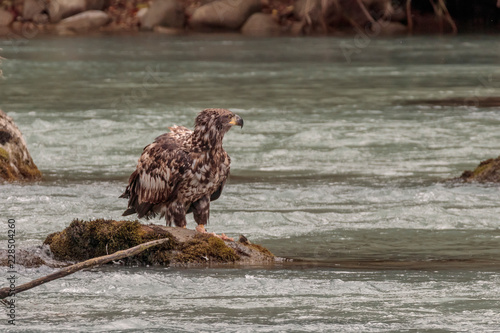 Eagle fishing in Chilkoot river near Haines Alaska