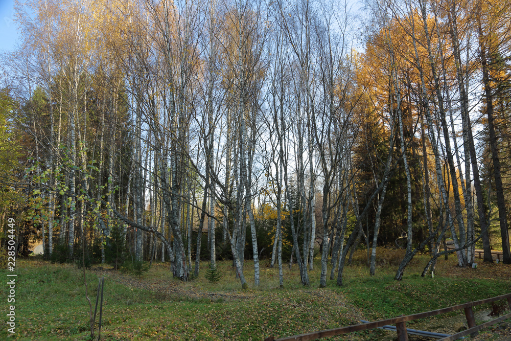 Beautiful Karelian forest landscape in early autumn in Russia
