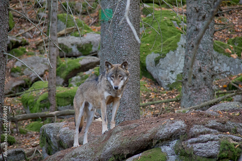 Eurasian wolf  Canis lupus lupus  standing on the rock.