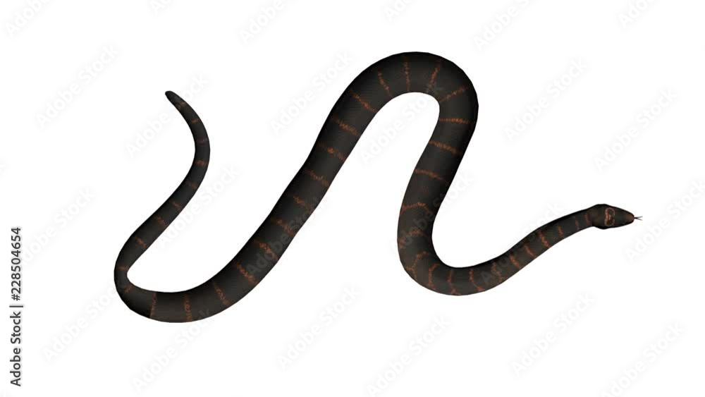 Snake Looped Alpha Channel Included Snake Looped Alpha Channel Included