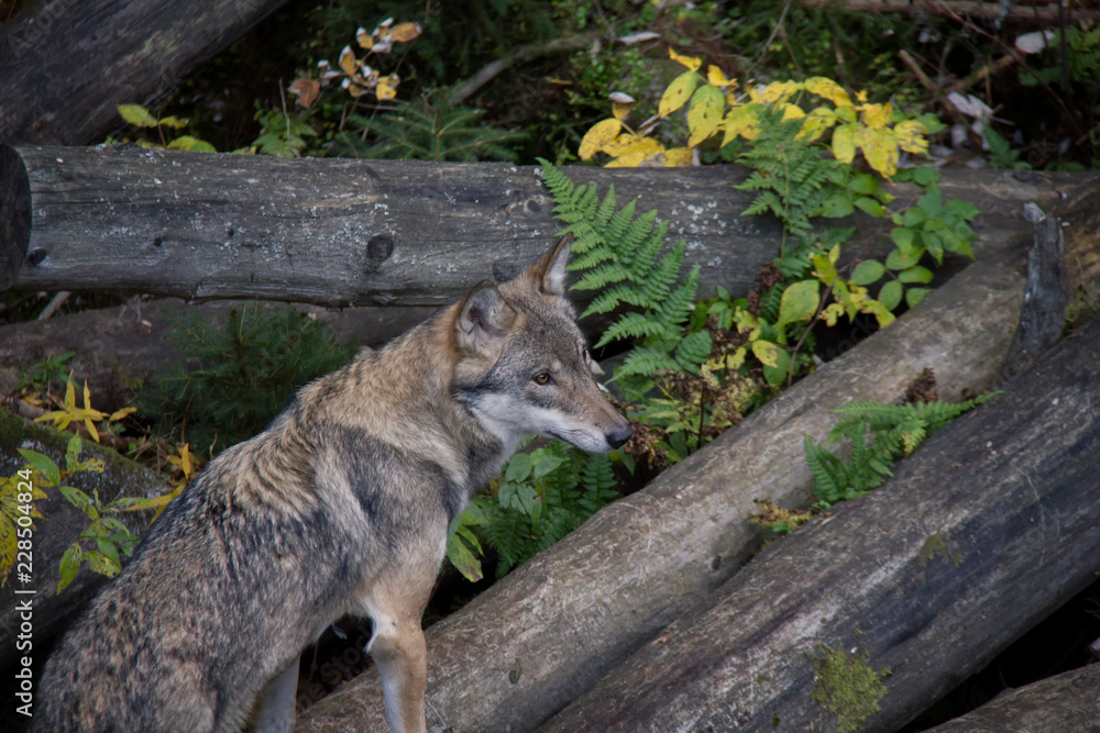 Head of Eurasian wolf (Canis lupus lupus).