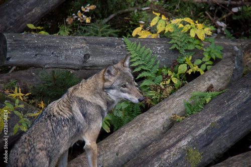 Head of Eurasian wolf (Canis lupus lupus).
