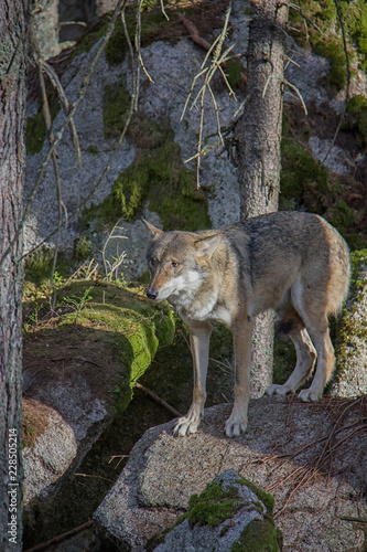 Eurasian wolf (Canis lupus lupus) on the rock.