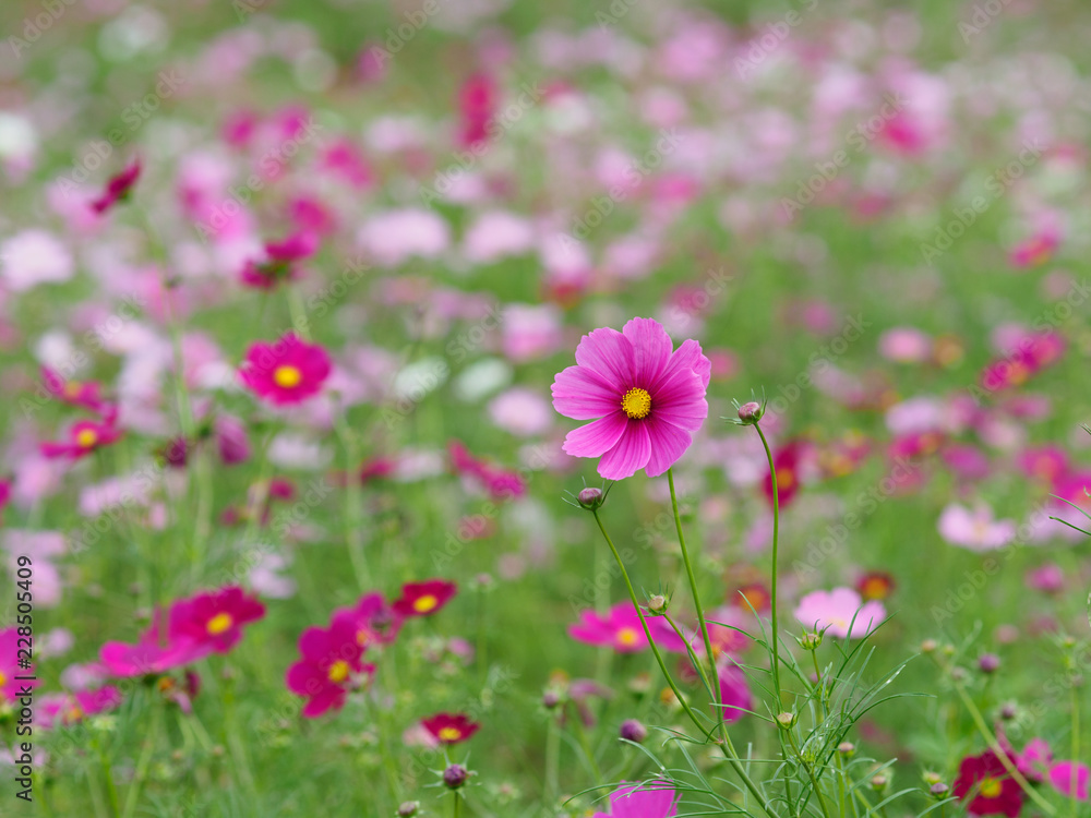 華やかなコスモスの花畑 華やかなコスモスの花畑