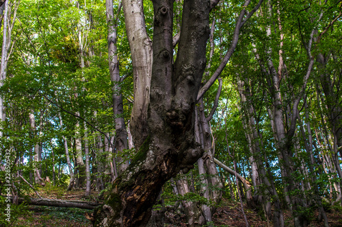 Las bukowy  © wedrownik52