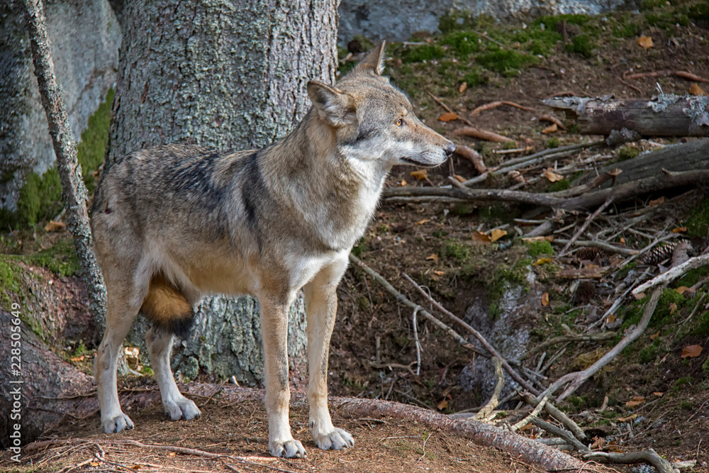 Subordinate wolf (Canis lupus lupus) in the forest.