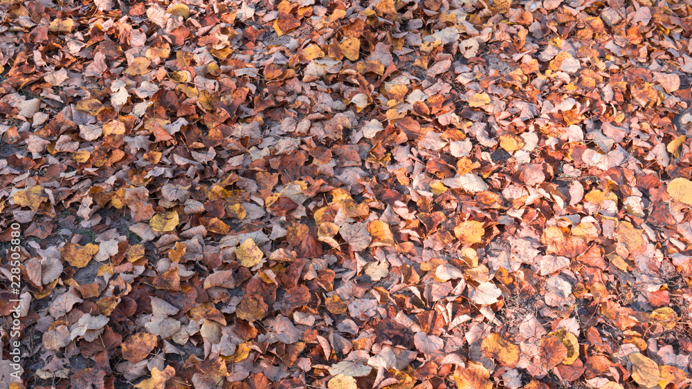 Background with yellow, autumn leaves. Sun rays. Background with yellow, autumn leaves. Sun rays.