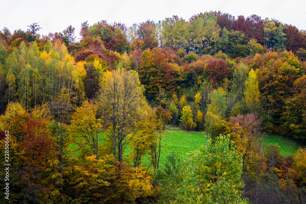 Beautiful autumn colors in mountain forest. Natural  background.