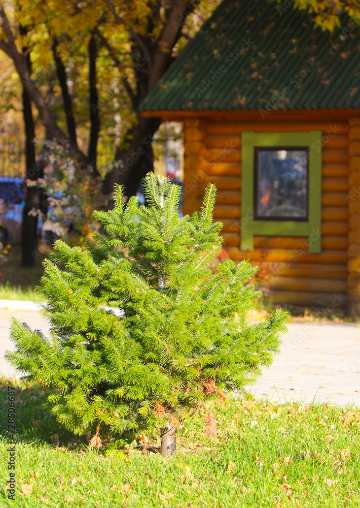 Small green spruce on the background of a house made of wood. Plant and building concept on a Sunny autumn day. Vertical image. Selective focus.
