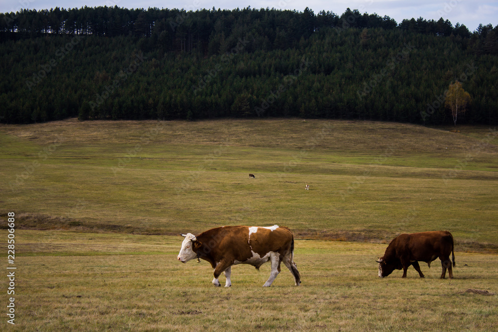 Cows in the field of Zlatibor mountain, Serbia. Organic cattle breeding. Cows in the field of Zlatibor mountain, Serbia. Organic cattle breeding.