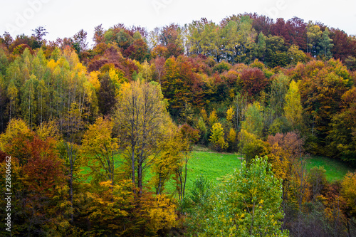 Beautiful autumn colors in mountain forest. Natural background.
