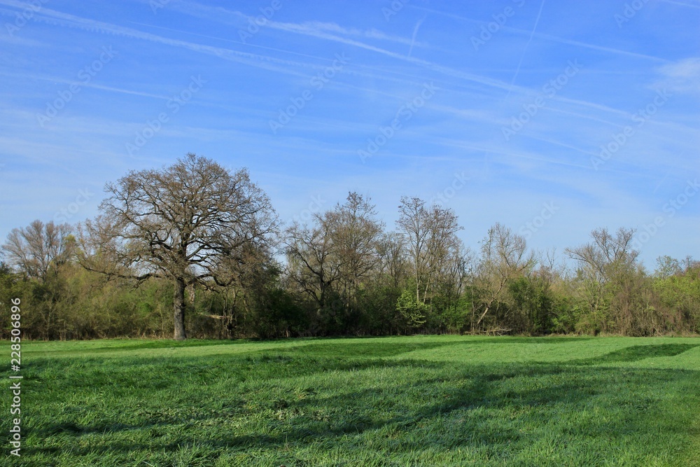 Obraz premium tree in a field