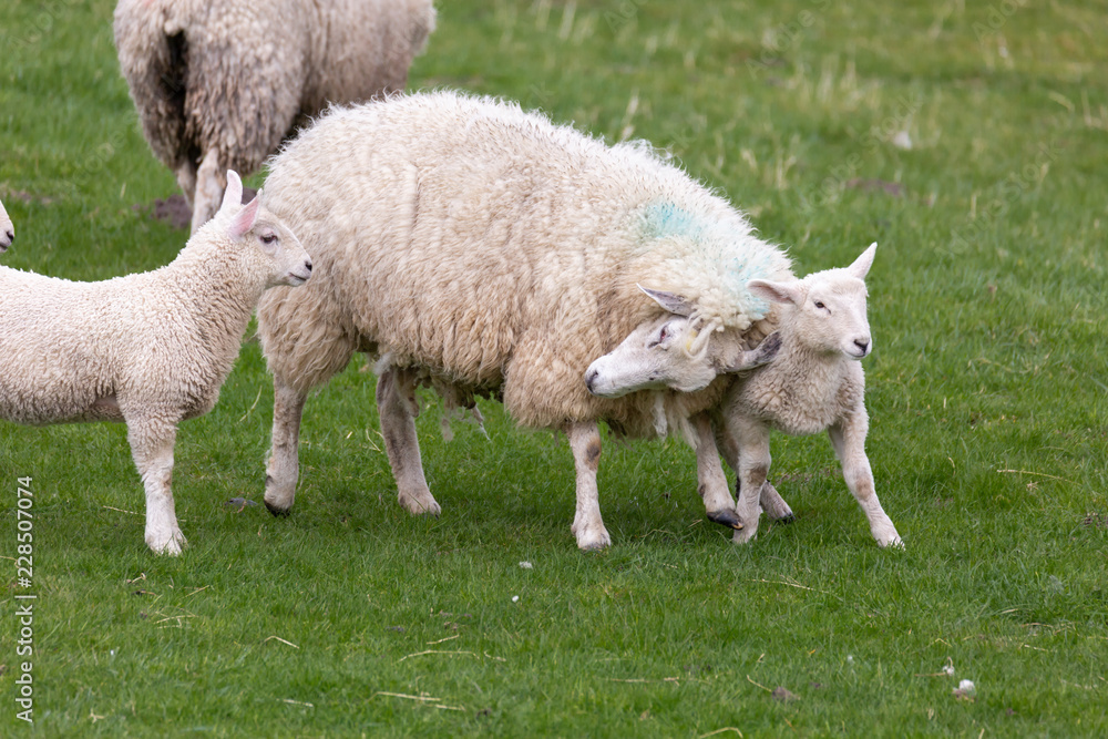 Obraz premium Moms happiness in sheep