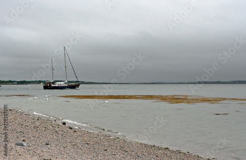 The sand sea shore with seaweeds at low tide, the yacht and the white swans on the cloudy summer day.