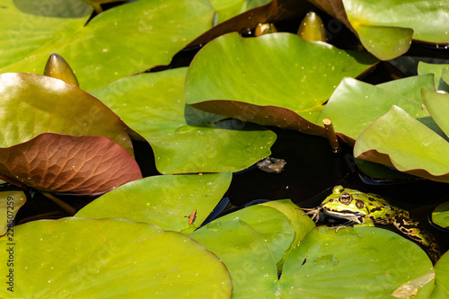 Frosch inmitten von Seerosen
