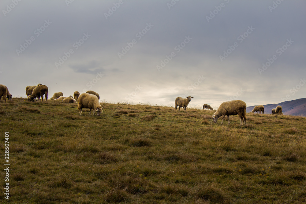 Sheep herd in the mountain pasture in Zlatibor, Serbia. Countryside tourism concept. Sheep herd in the mountain pasture in Zlatibor, Serbia. Countryside tourism concept.