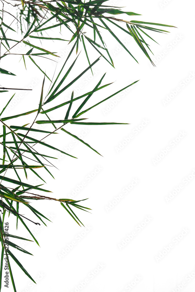 Fototapeta premium green bamboo leaf , green tropical foliage texture isolated on white background of file with Clipping Path .