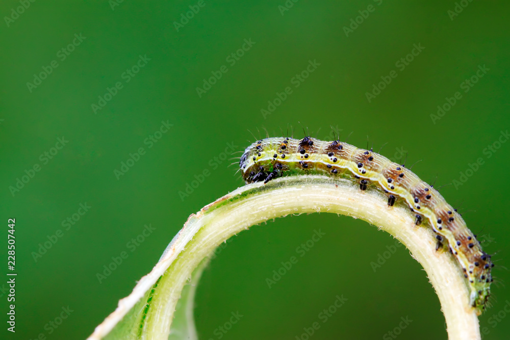 Moth insects Moth insects