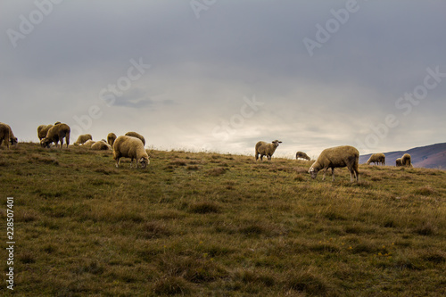 Sheep herd in the mountain pasture in Zlatibor, Serbia. Countryside tourism concept.