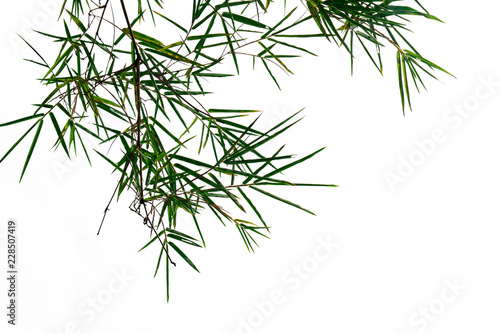 green bamboo leaf   green tropical foliage texture isolated on white background of file with Clipping Path .