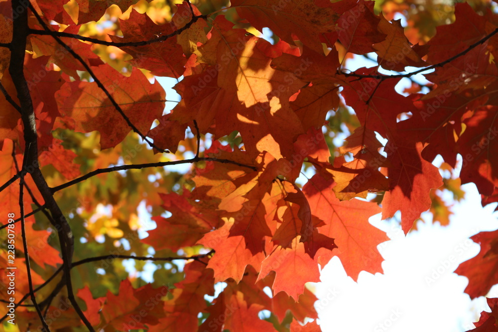 Red and orange leaves decorate autumn oaks Red and orange leaves decorate autumn oaks