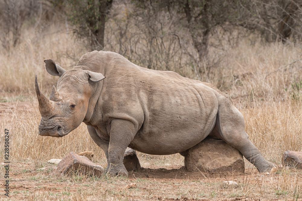 Obraz premium byk nosorożca drapiąc się w kamień