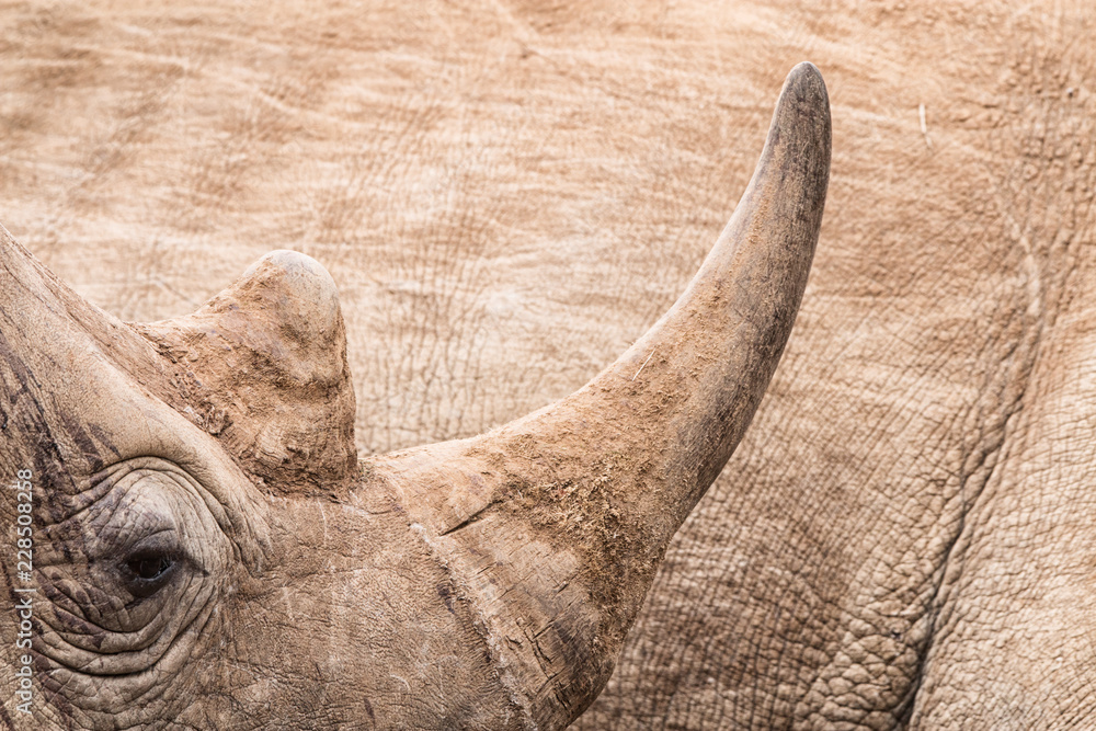 Obraz premium zbliżenie róg nosorożca