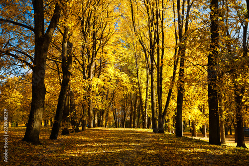 Beautiful park with autumn trees and yellow fallen leaves  Veliky Novgorod  Russia