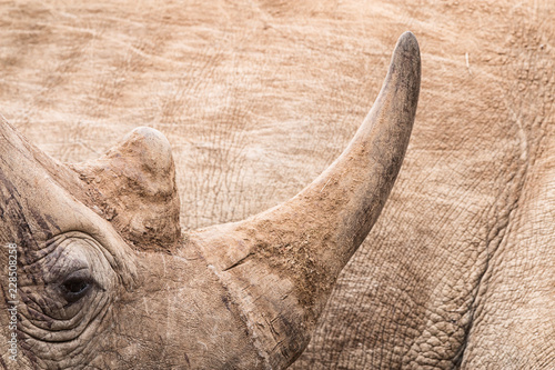 rhinoceros horn close-up