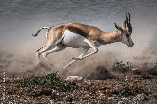 fast fleeing springbok