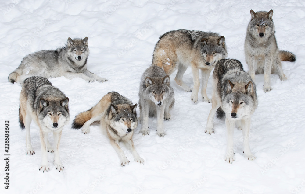 Naklejka premium Wilki leśne lub wilki szare (Canis lupus), na białym tle na białym tle, paczka wilków leśnych stojących na śniegu w Kanadzie