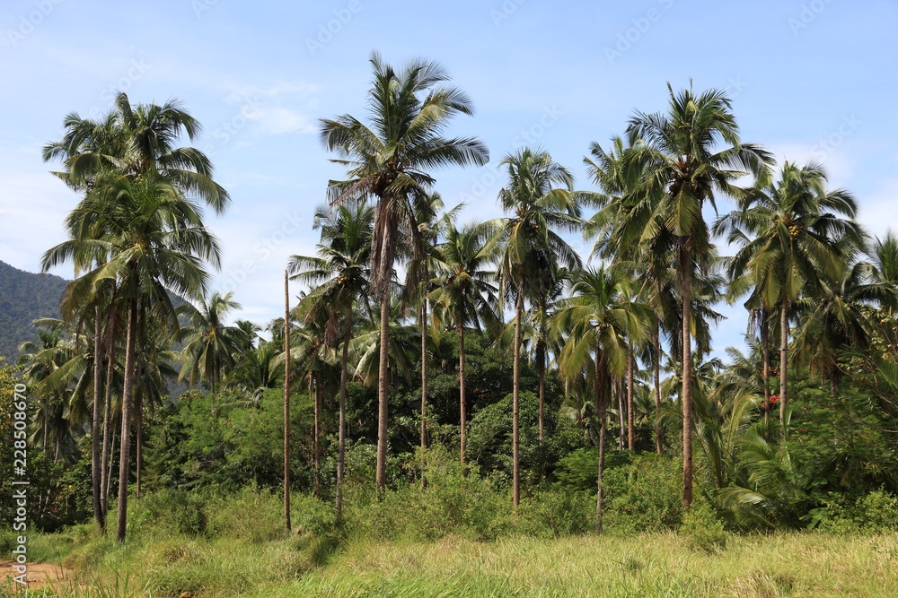 Fototapeta premium Palm trees